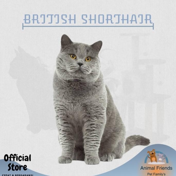 Murah KUCING BRITISH SHORTHAIR PED/NON PED Non COD