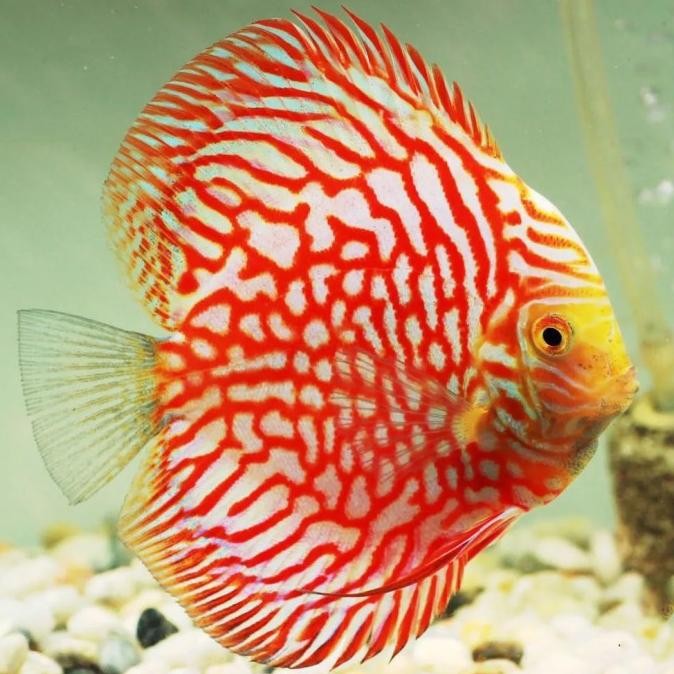 Murah Discus Red Pigeon / Discuss Merah Non COD