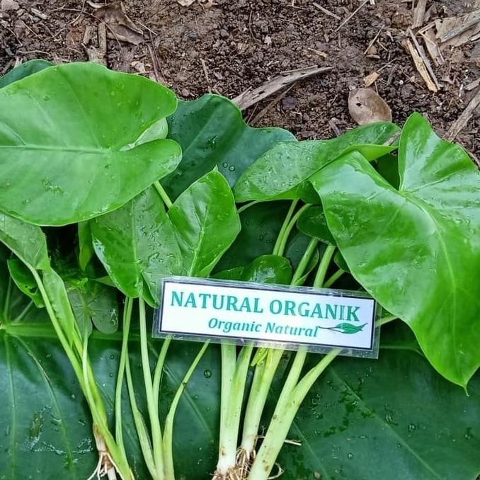 [Good] BIBIT TALAS SENTE BESAR Murah