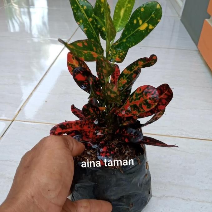 [Good] POHON PURING TERI DAUN MERAH-tanaman puring teri daun merah