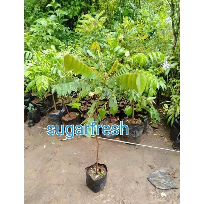 [Good] Bibit belimbing wuluh - Pohon belimbing wuluh