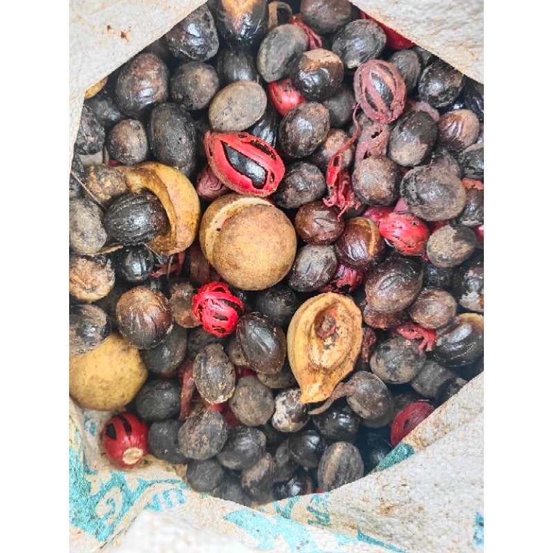 

buah pala