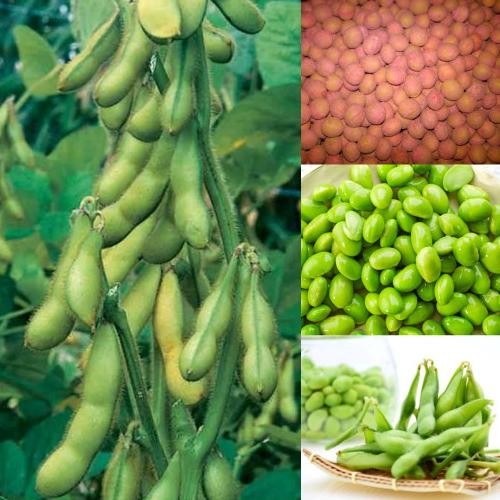 

fresh !!! Benih / Bibit - Kacang Edamame Kedelai Jepang 250gr, sekitar 625 biji murah