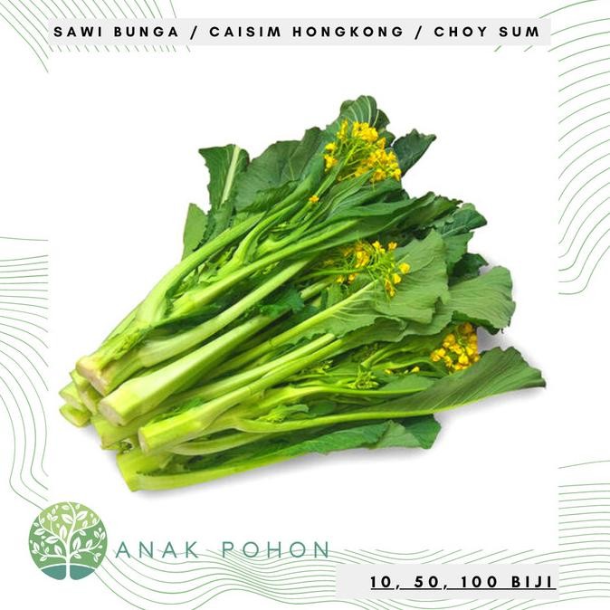 fresh !!! Benih / Bibit / Biji - Sawi Bunga Caisim Hongkong (Choy Sum) - IMPORT murah
