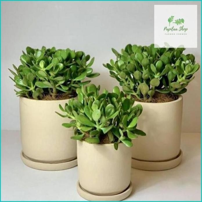 Terlaris Tanaman Hias Sukulen Crassula Ovata Jade Plant - Succulent- Pohon Uang