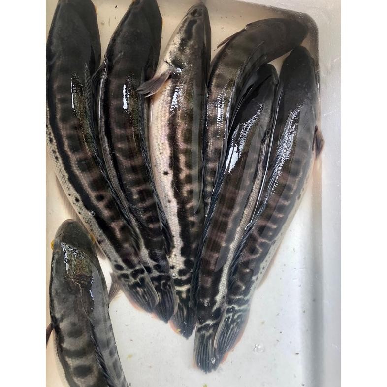 Ikan Toman 41-43cm Jumbo Predator Sehat