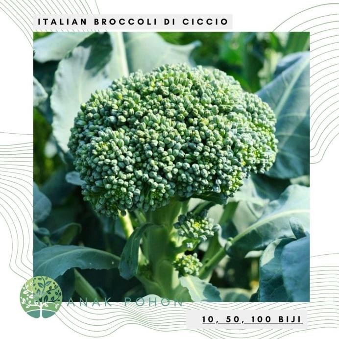 

fresh !!! Benih Bibit Biji - Italian Broccoli Di Ciccio (Heirloom) Seeds