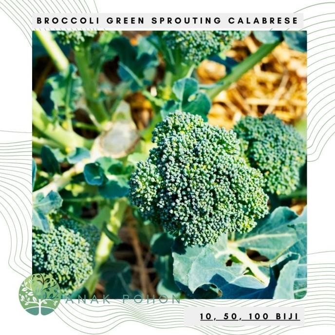 

fresh !!! Benih Bibit Biji - Broccoli Calabrese Green Brokoli Hijau USA Seeds