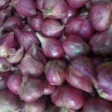 

bawang merah Brebes pilihan size besar nUg