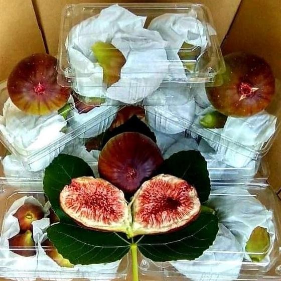 

buah tin fig ara segar 150gr nUg