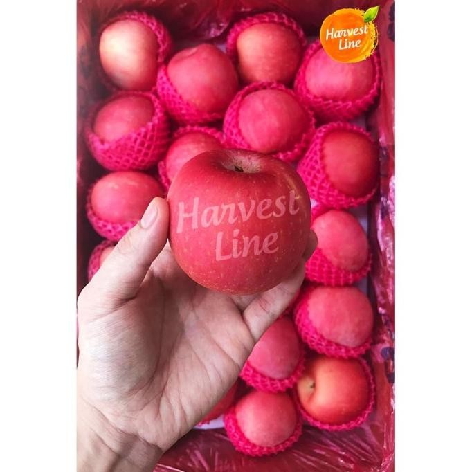 

BUAH APEL FUJI PREMIUM 500 gram nUg