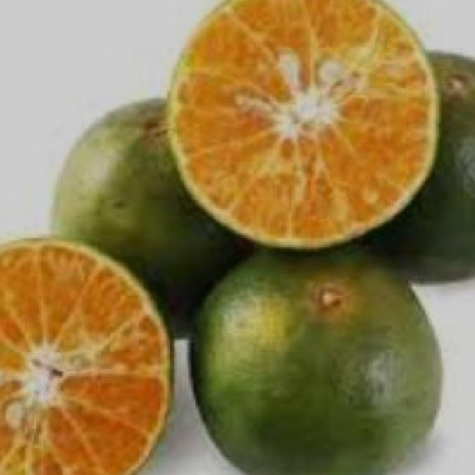 

Jeruk Peras Jember Buah Buahan Berkualitas Segar Bandung nUg