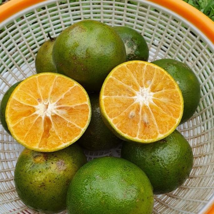 

Jeruk Peras Siam Ponti nUg