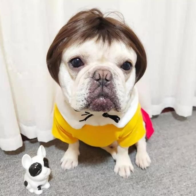 Baru Wig Anjing Dan Wig Kucing Kostum Rambut Palsu Hewan Pet4052