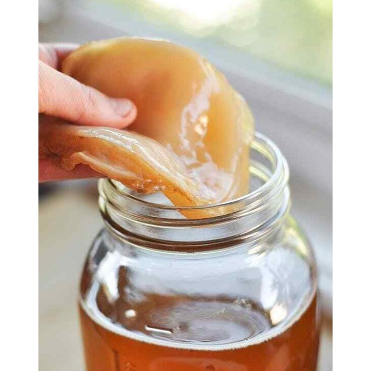 

[[ RASTASTR / SCOBY KOMBUCHA - BIBIT KOMBUCHA DENGAN AIR STARTER KOMBUCHA BEST SELLER