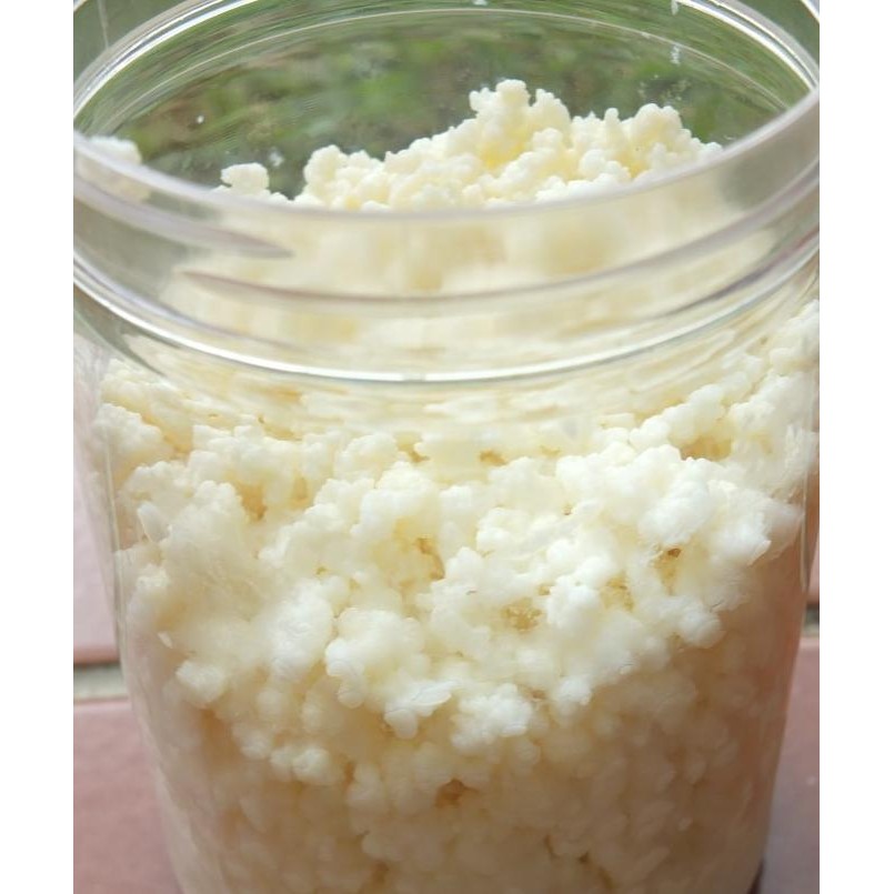 

[[ RASTASTR / BIBIT KEFIR SUSU FERMENTASI / KEFIR GRAIN 50 GRAM BEST SELLER