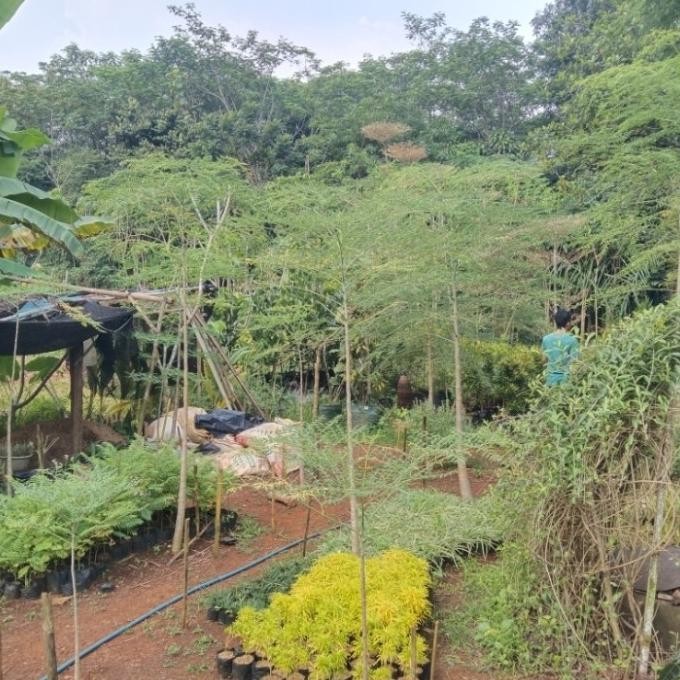 bibit pohon kelor Afrika - Tanaman kelor
