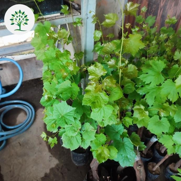 Bibit Tanaman Anggur Batang Besar-Bibit Anggur Impor Batang Besar