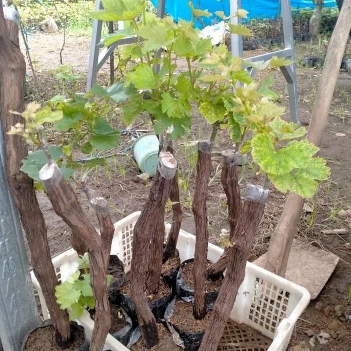 bibit tanaman buah anggur import unggulan batang besar