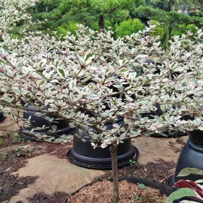 bibit tanaman hias ketapang kencana putih/ketapang kencana varigata