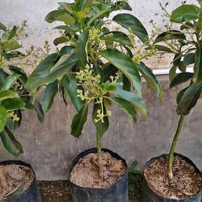bibit tanaman buah alpukat miki ,markus,1 meter unggul berkualitas
