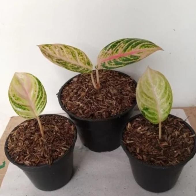 bibit aglonema moonlight, tanaman hias aglonema moonlight