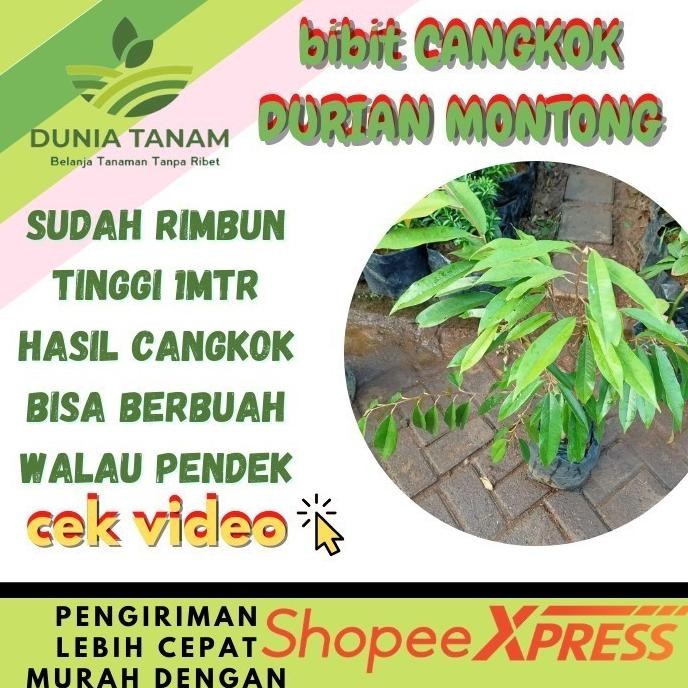 Terlaris CANGKOK BIBIT TANAMAN POHON BUAH DUREN DURIAN MONTONG MUSANG