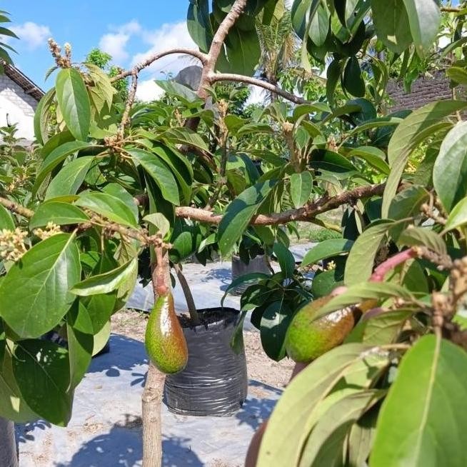 Bibit Tanaman Buah Alpukat Red Vietnam Okulasi SUDAH BERBUNGA/BERBUAH Ax