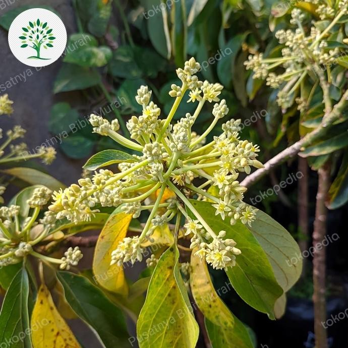 Bibit Pohon Alpukat Berbunga-Tanaman Buah Alpukat Berbunga Super