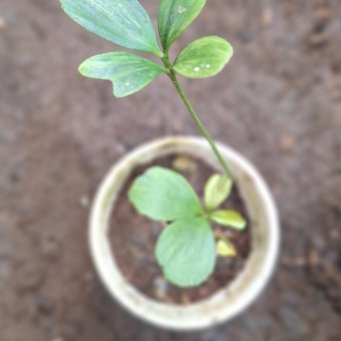 zamia furfuracea variegata bibit original tanaman varigata tanaman hias hidup exotic pohon hidup hia