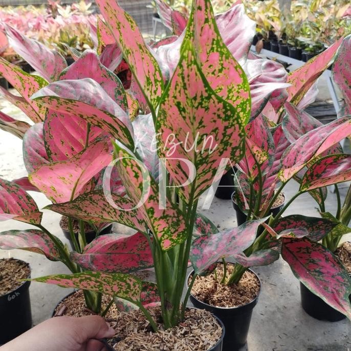 Tanaman Hias Indoor Aglonema Red King | Bibit Aglonema Red King