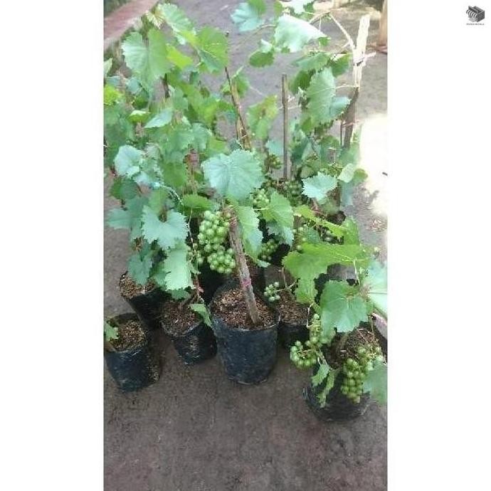 N3Ng Bibit Pohon Anggur Sudah Berbuah / Tanaman Anggur