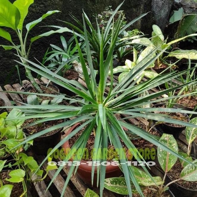 TERMURAH Tanaman hias - Pohon bibit palm yucca rostrata tinggi 50cm