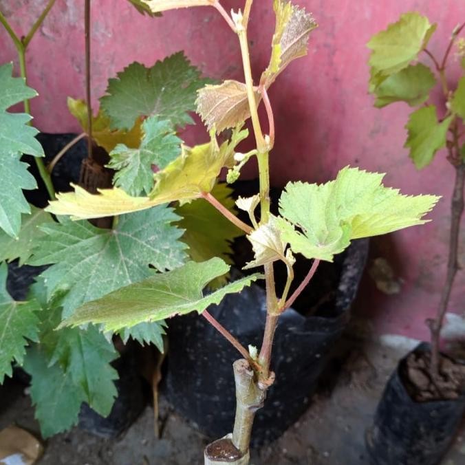 bibit tanaman anggur Jupiter import perbunga gratis 1 bbit