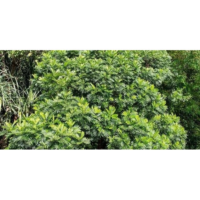 TERLARIS Bibit Tanaman Peneduh Kiara Payung Pinisium