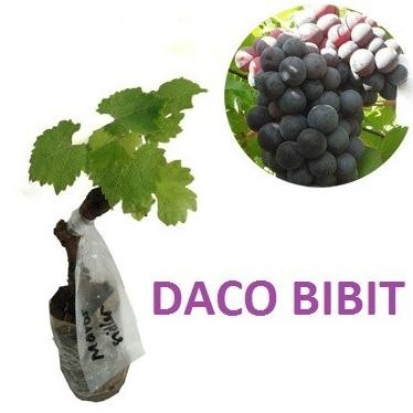 

TANAMAN JADI BUAH / BIBIT ANGGUR MAROO SEEDLEES /TANPA BIJI