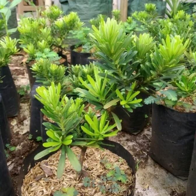 tanaman hias lohansung cincuan - bibit lohansung - bonsai