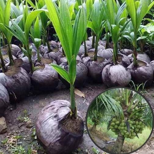 Bibit Kelapa Kopyor Asli Kultur Jaringan Bibit Benih Tanaman Buah Kelapa Kopyor