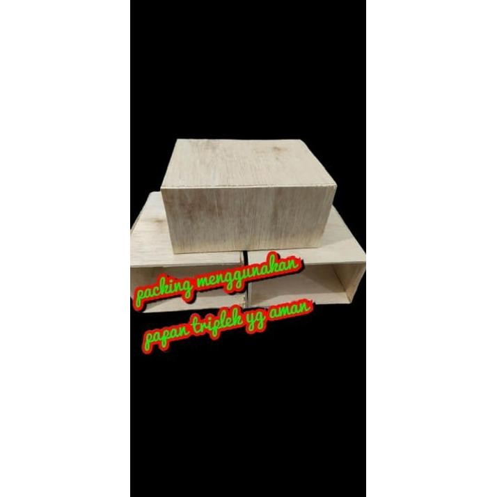 Bibit Benih Kelapa Sawit PPKS DxP SIMALUNGUN SAWIT UNGGUL ( PRODUKSI MINYAK TERTINGGI )