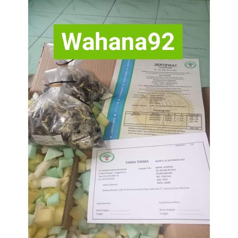 Benih sawit SEU SUPREME