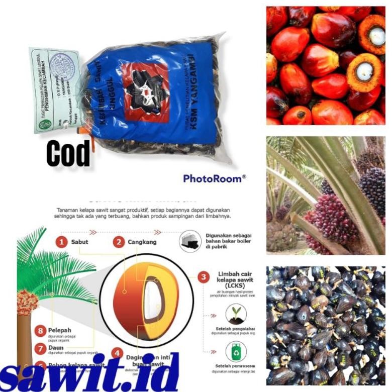 TANAMAN BENIH SAWIT DXP YANGAMBI