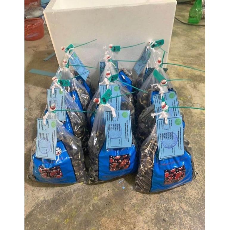 bibit kecambah sawit simalungun