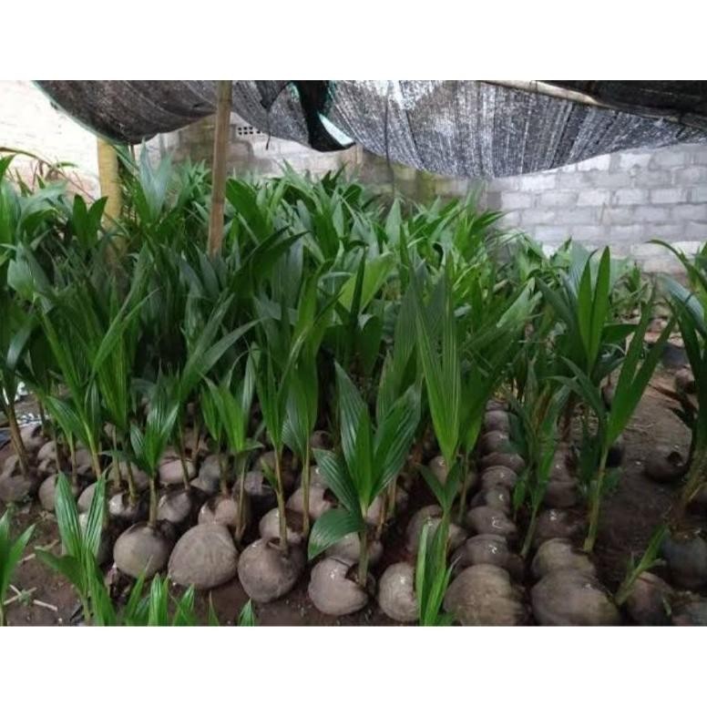 Bibit kelapa Wulung asli bibit kelapa genjah pendek