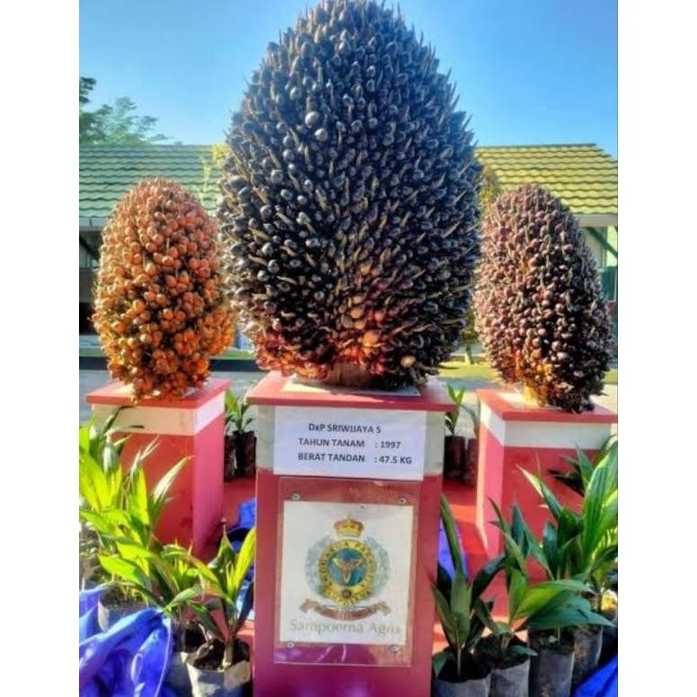 benih kecambah sawit medan  DXP Sriwijaya5