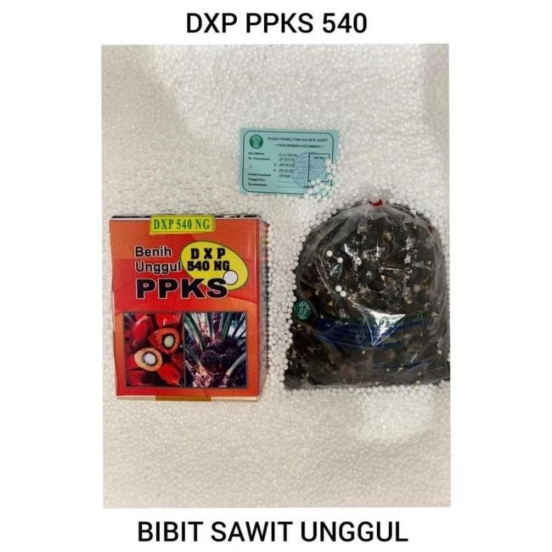 Terlaris Bibit Benih Kecambah Sawit DXP PPKS 239 Asli medan (250 butir)