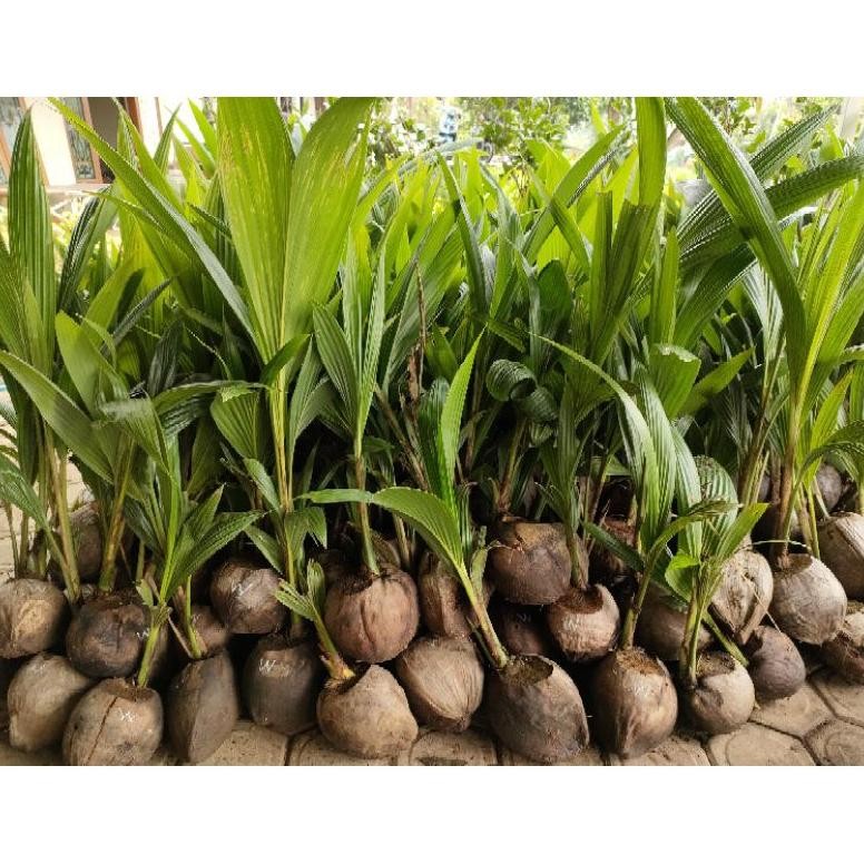 Bibit Kelapa Wulung / Kelapa Hijau Wulung / Kelapa Ijo Asli