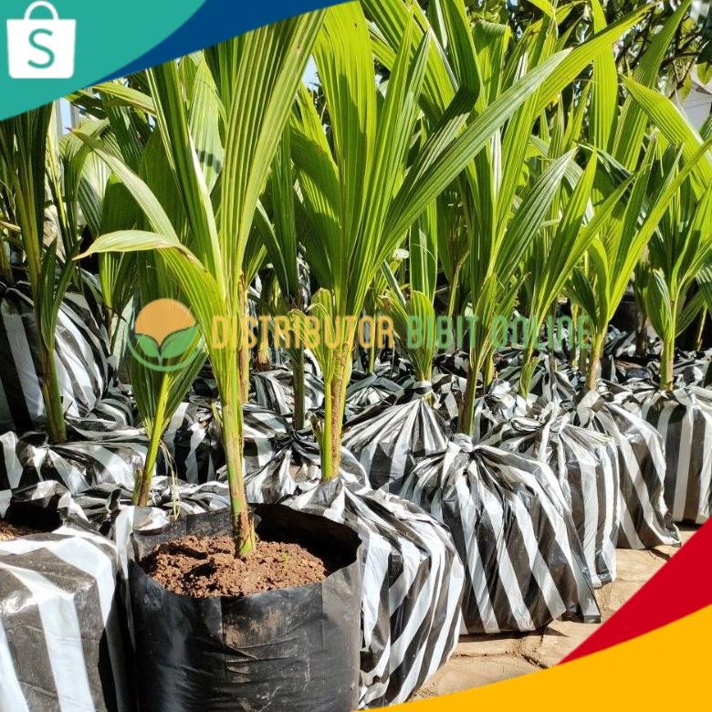 Bibit Kelapa Pandan Wangi Asli Import Thailand 100%