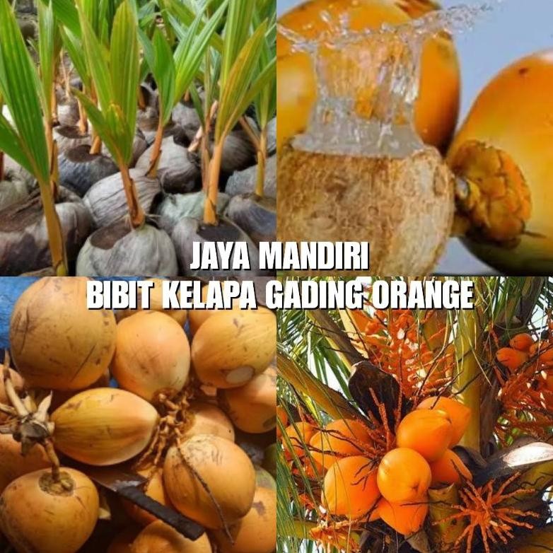 BIBIT KELAPA GADING ORANGE (GENJAH)