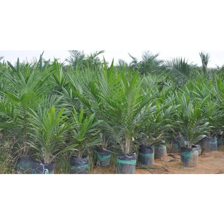 bibit unggul kelapa sawit jenis dura