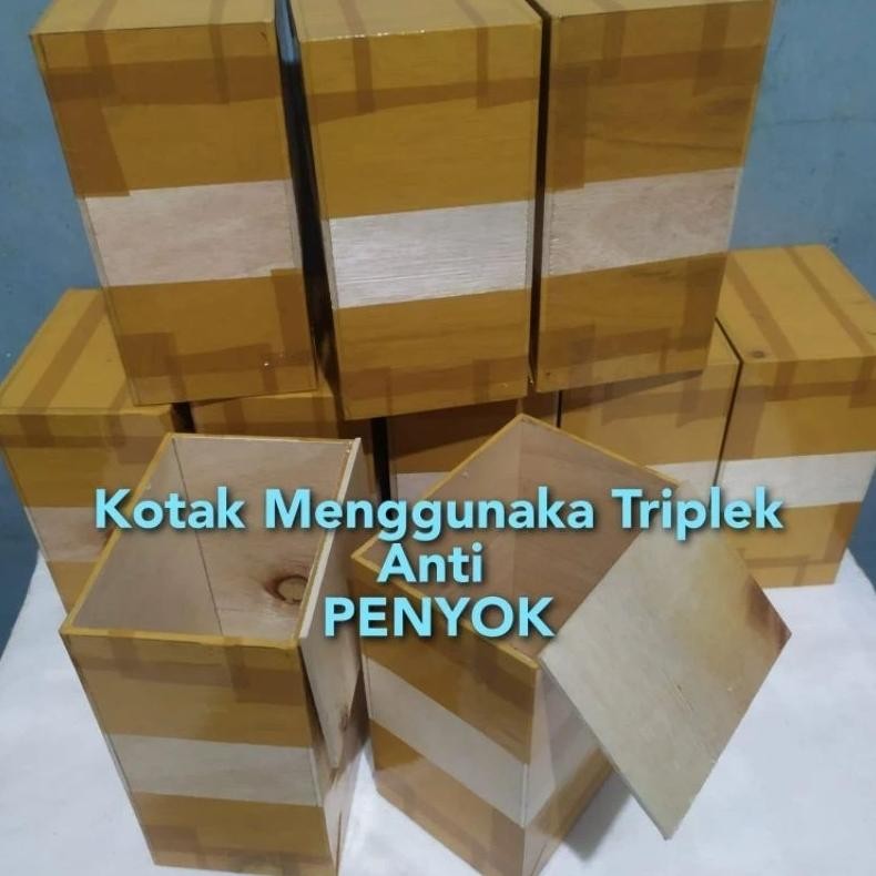 bibit sawit unggul dxp COSTARIKA isi 250 butir